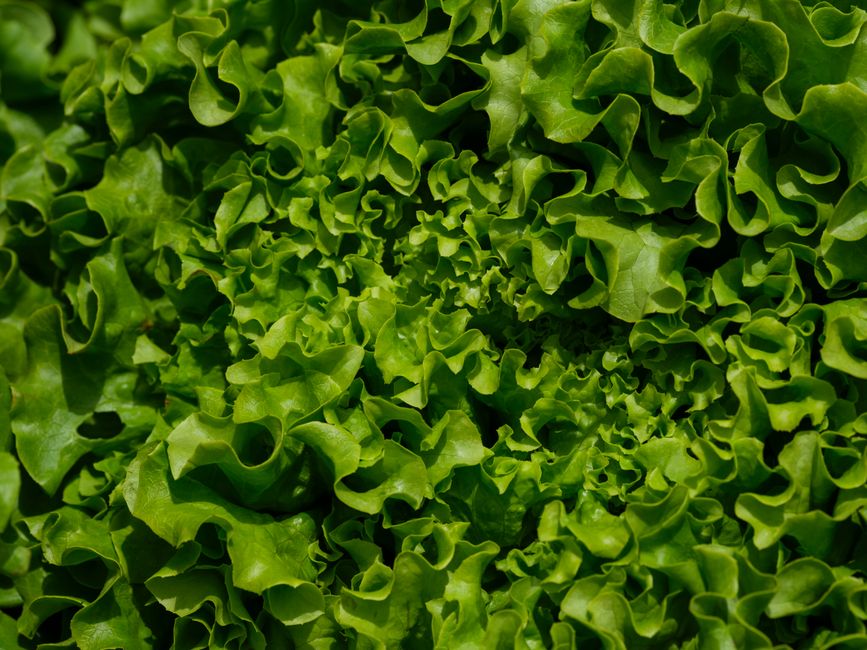 A Slower Approach to Why Fibre Helps You Feel Full