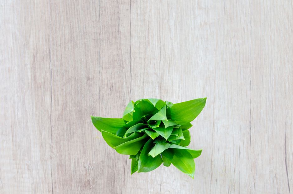 The Quiet Value of Gut Health Beyond The Marketing, Explained Simply